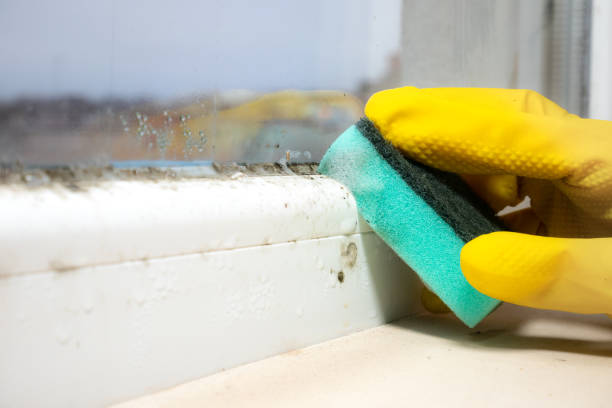 Attic Mold Removal in Woodville, WI